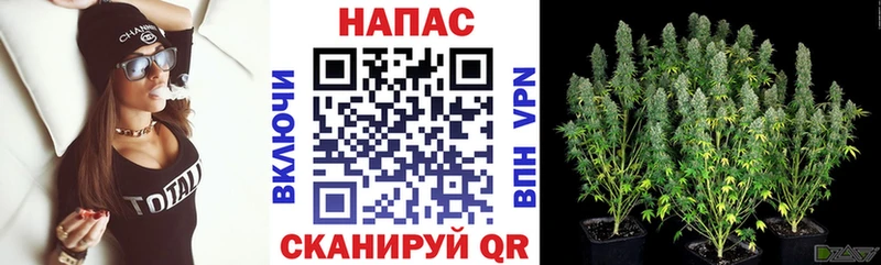Конопля гибрид Ельня